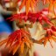 LEGO® Botanicals 10348 Bonsaj – Japonský červený javor