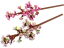 LEGO® Botanicals 40725 Cerejeiras