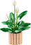 LEGO® Botanicals 11504 Les fleurs de lune