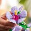 LEGO® Botanicals 10372 Hibisco