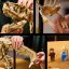 LEGO Jurassic World 76968 Dinosauří fosilie: Tyrannosaurus rex