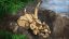 LEGO® Jurassic World™ 76969 Dinosaurier-Fossilien: Triceratops-Schädel