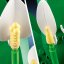 LEGO® Botanicals 11504 Les fleurs de lune