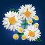 LEGO® Botanicals 11508 Marguerites
