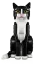 LEGO® Ideas 21349 Le chat bicolore