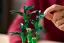 LEGO® Botanicals 10344 Bambù del buon auspicio