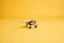 LEGO® Technic™ 42198 Propellerflugzeug